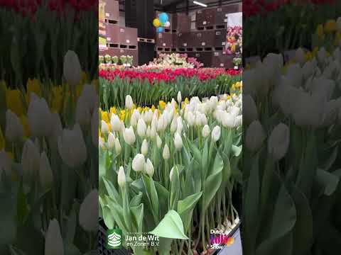 Livestream DTS 2025 - White and Yellow - EN/EEU