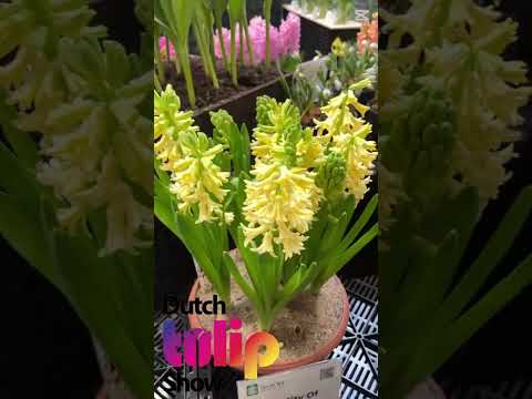 Livestream DTS 2025 - Misc. assortment  - EN/ES