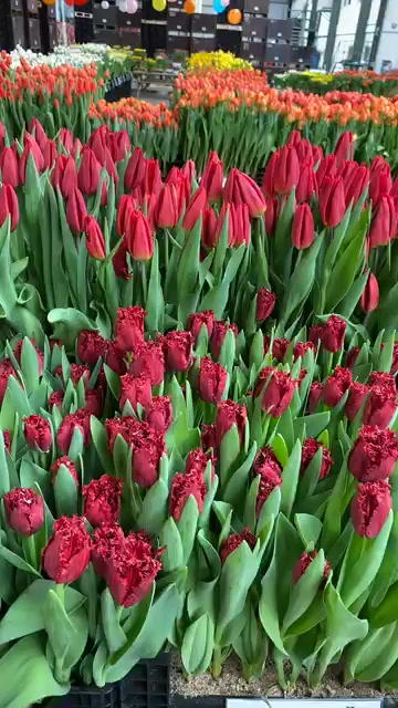 Tulip Trade Event 2020