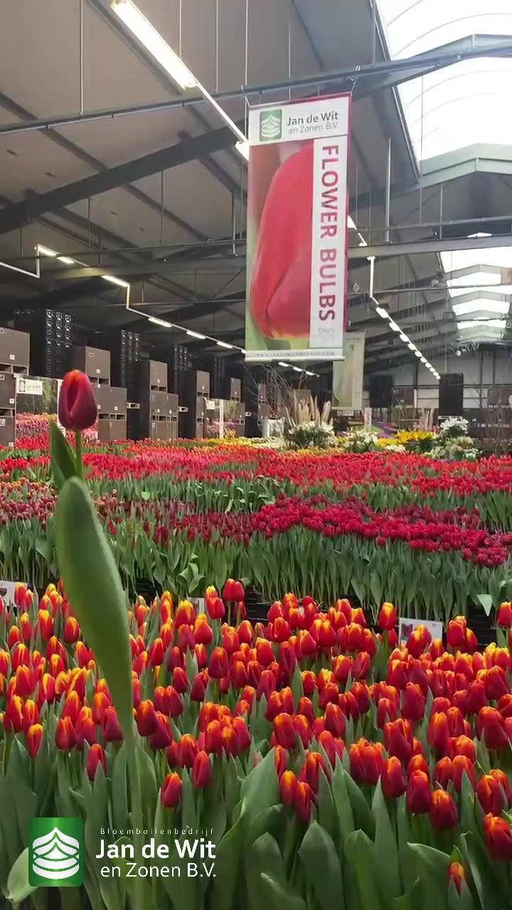 Tulip event, 19-03-2021, morning edition