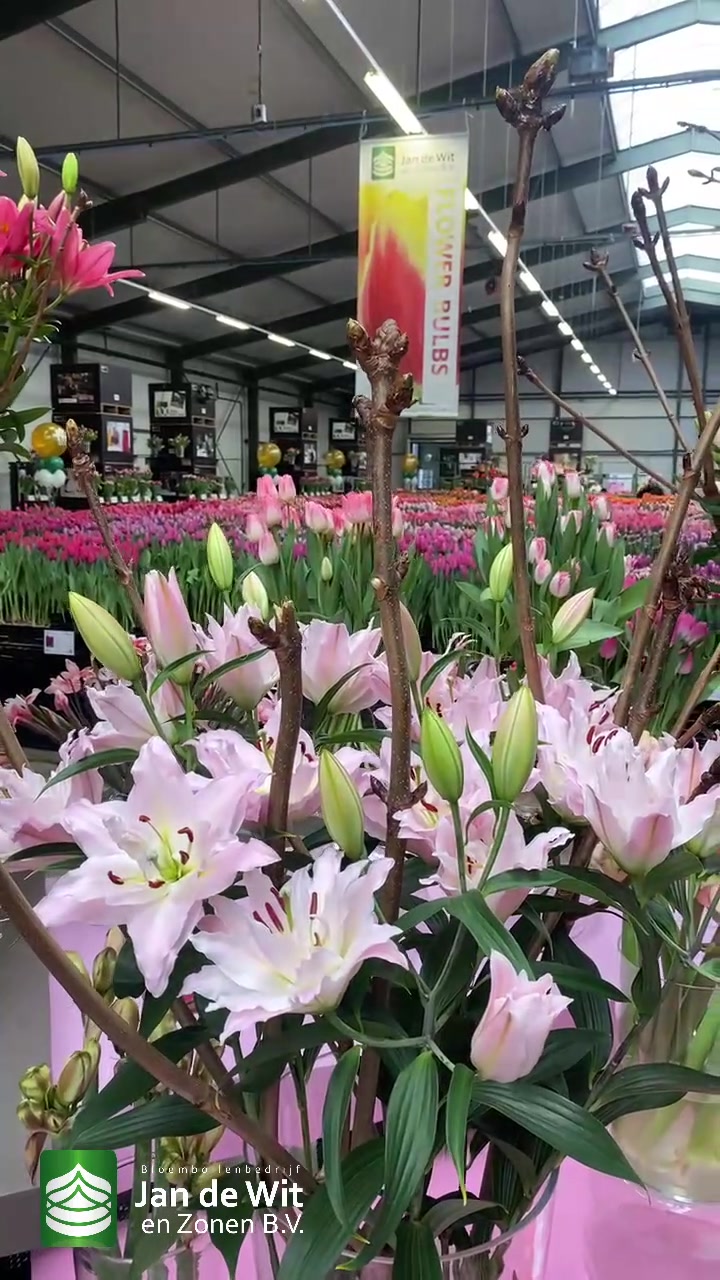 Tulip Trade Event 2022 (2)