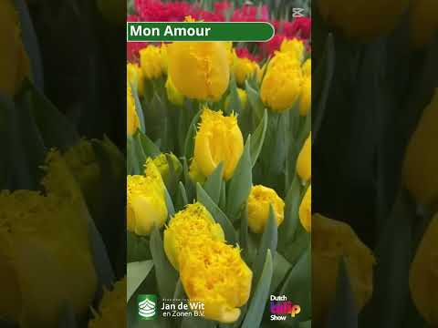 Livestream DTS 2025 - Double tulips and more! - EN/EEU