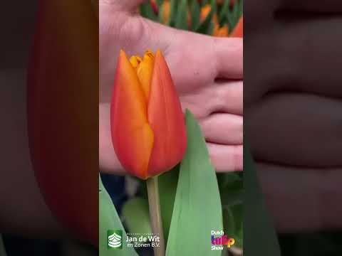 Livestream DTS 2025 - Red, orange and more! - EN/EEU