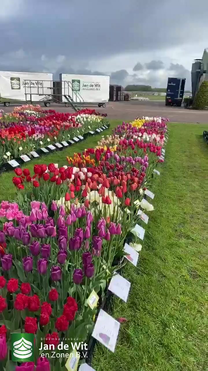 Hippeastrum and show garden