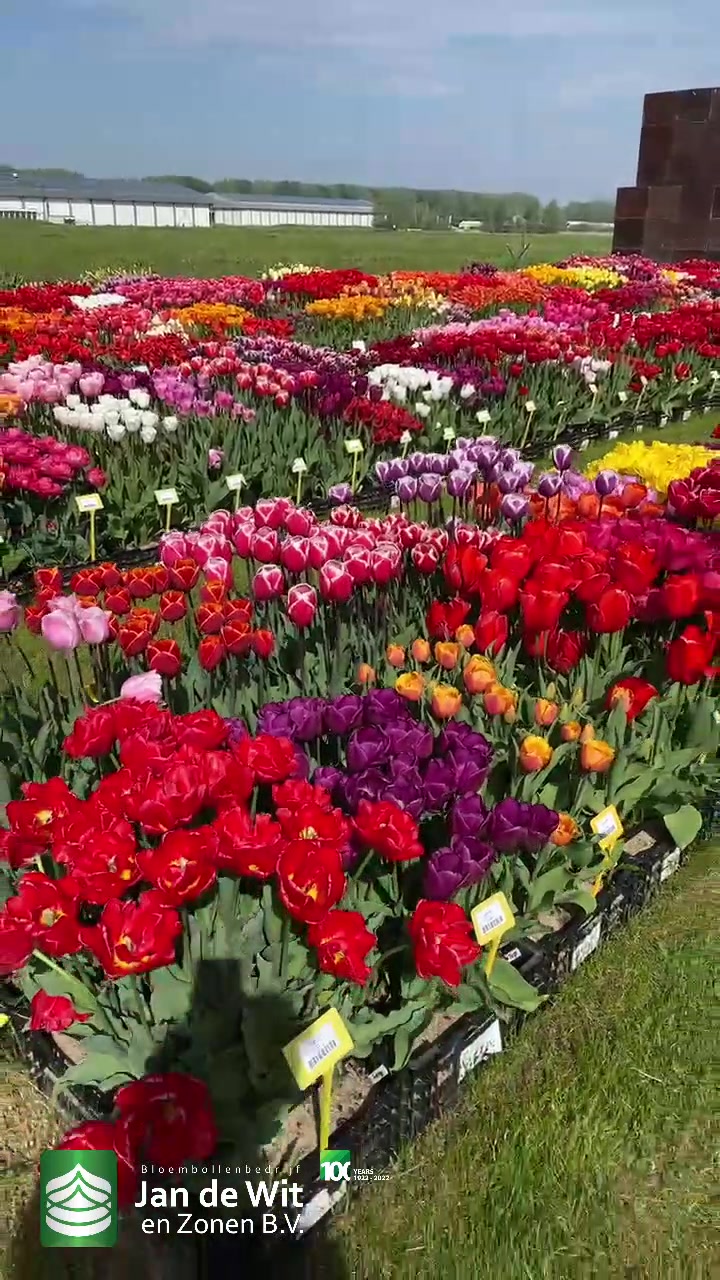 Tulip garden
