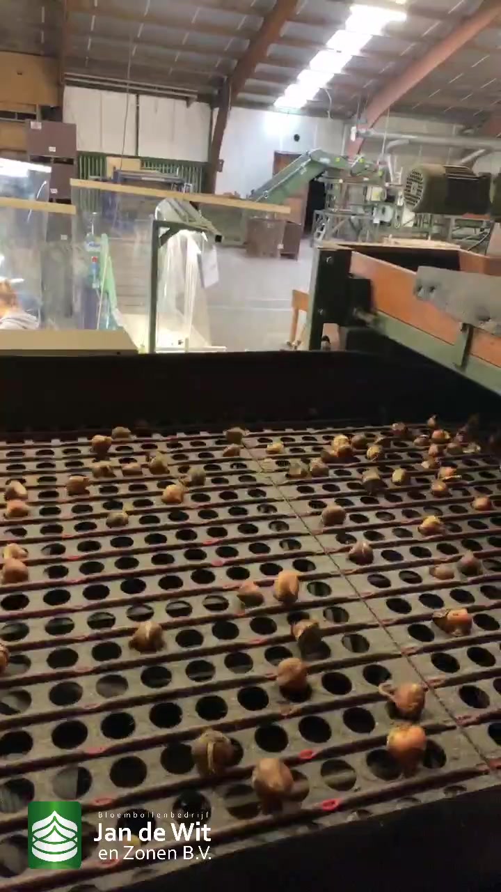 Tulip bulb processing