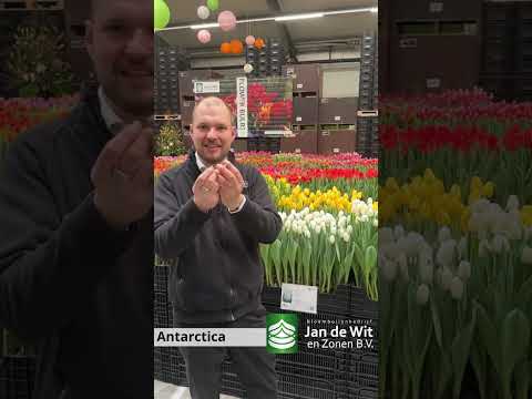 Livestream TTE 2026 - White and yellow - EN/ES