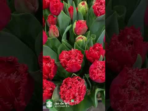 Livestream Tulip Trade Show 2023 - Orange, Red, and Red/Yellow - EN/ES