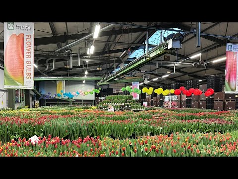 Livestream TTE 2024 - Purple and Pink - EN/ES