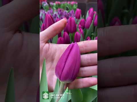 Livestream Tulip Trade Show 2023 - Pink and Purple - EN/RU