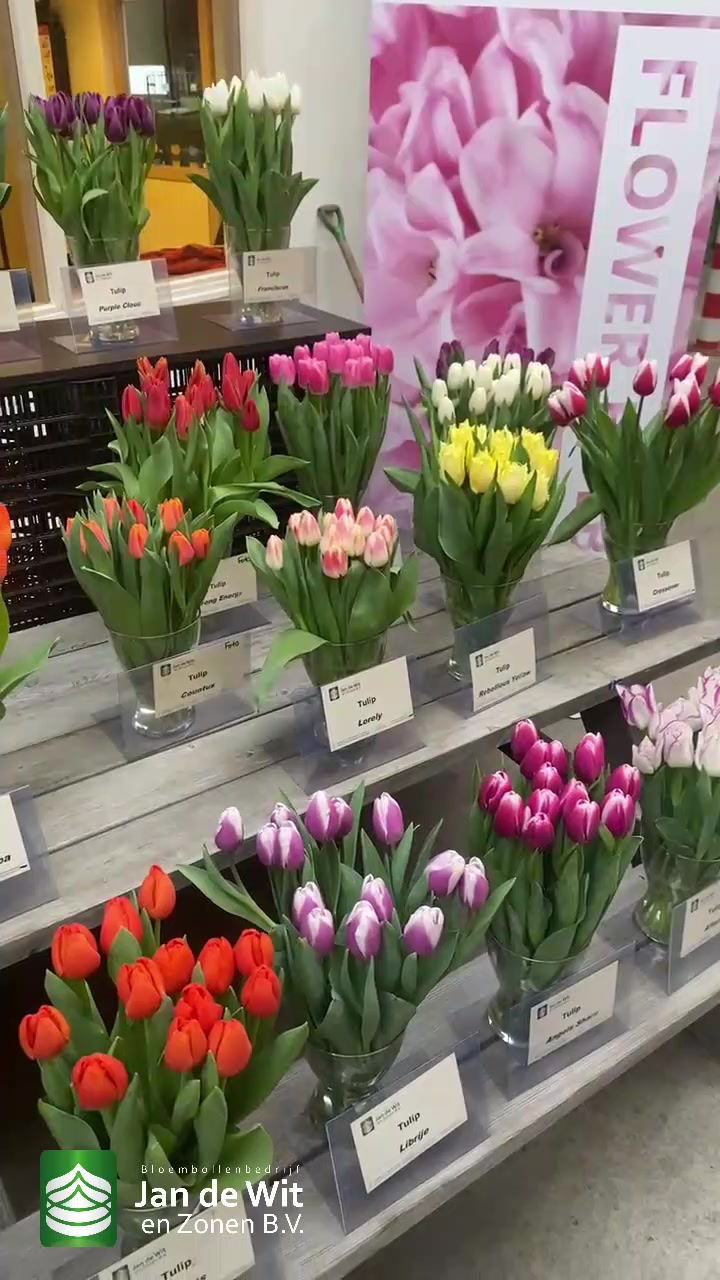 Tulip show and more!