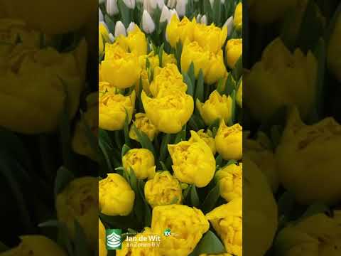 Livestream Tulip Trade Show 2023 - White and Yellow - EN/ES