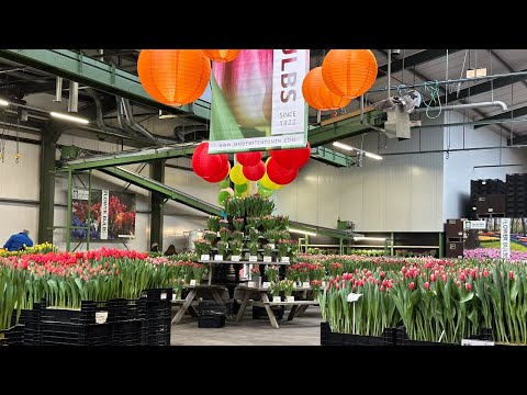 Livestream TTE 2024 - Purple and Pink - EN/EEU