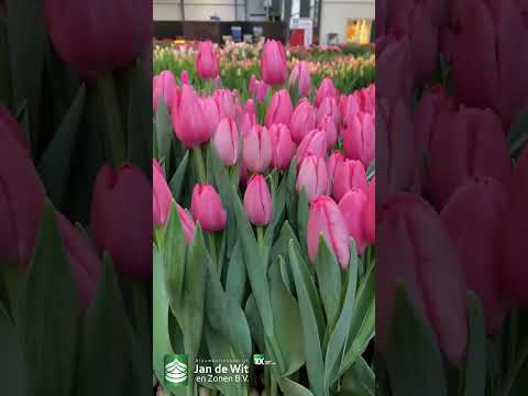 Livestream Tulip Trade Show 2023 - Pink and Purple - EN/ES