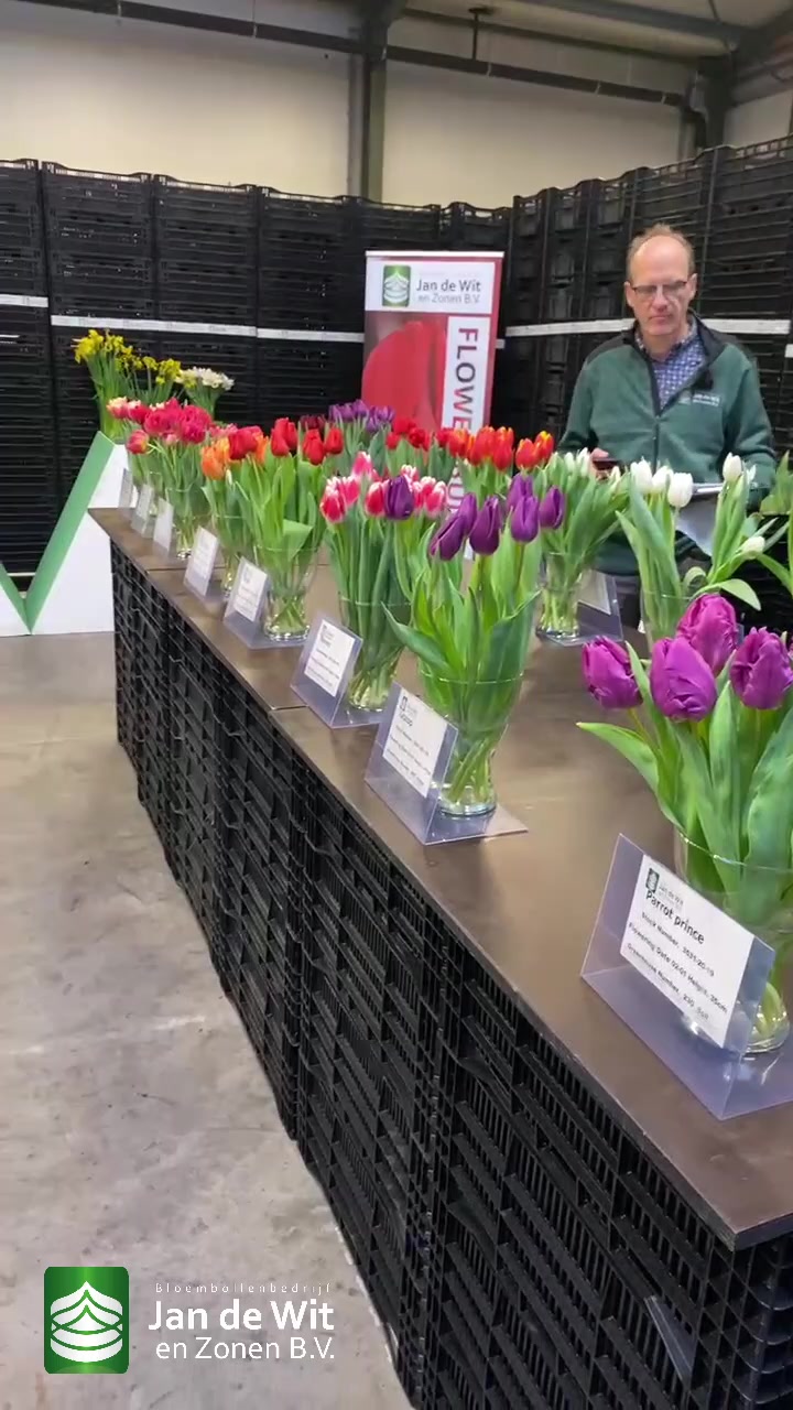 Tulip show
