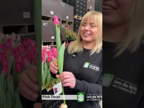 Livestream TTE 2026 - Pink and purple - EN/EEU