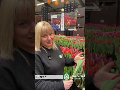 Livestream TTE 2026 - Red and orange - EN/EEU