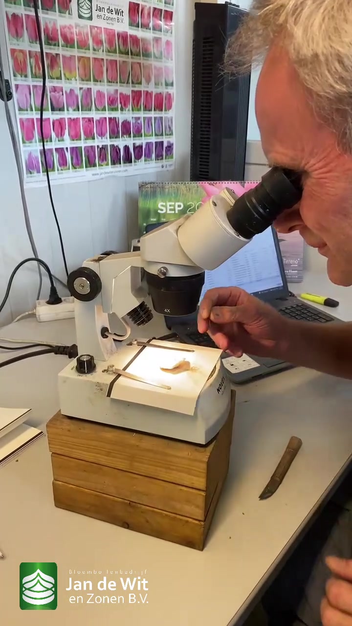 Tulip bulb processing (2)