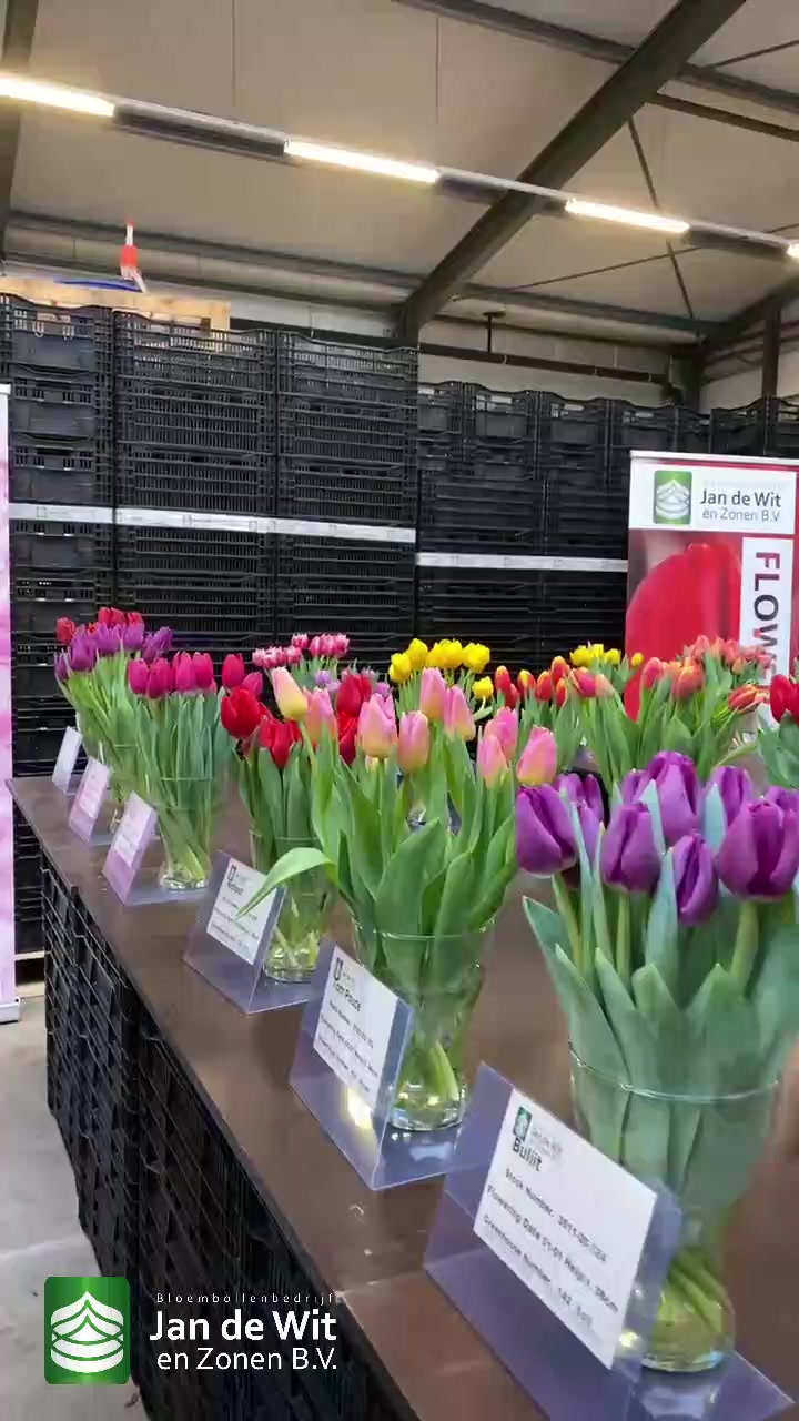Tulip show and greenhouse