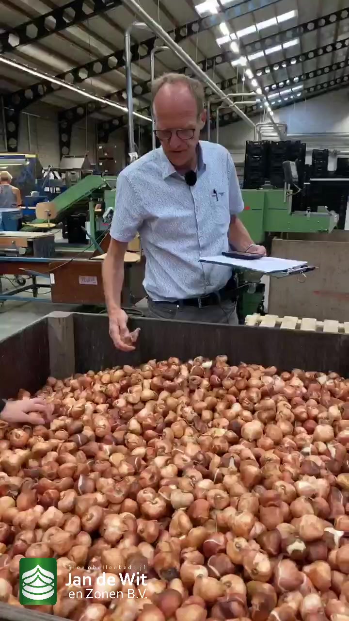 Tulip bulb processing