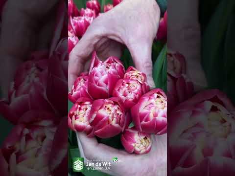 Livestream Tulip Trade Show 2023 - Orange, Red, and Red/Yellow - EN/RU