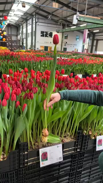 Tulip Trade Event 2020