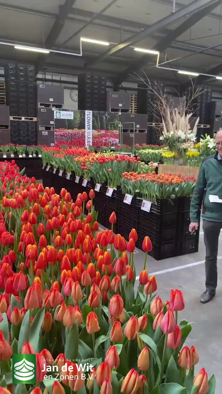 Tulip event, 17-03-2021, afternoon edition