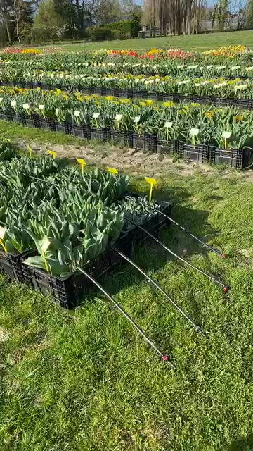 Hippeastrum and show garden