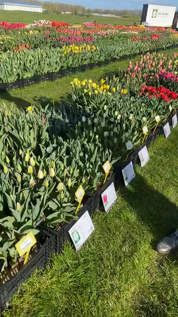 Show garden