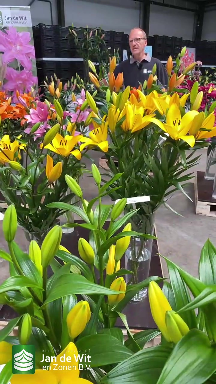 Lilies, alliums, and more!