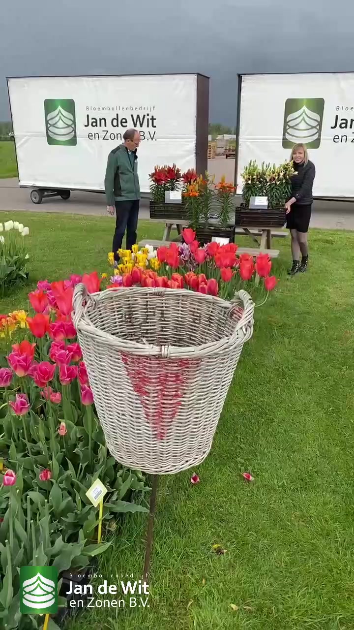 Tulips!