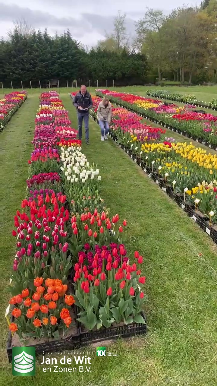 Tulip garden