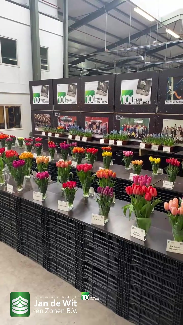 Tulips and amaryllises