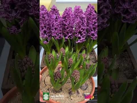 Livestream DTS 2025 - Tulip vases and more! - EN/ES