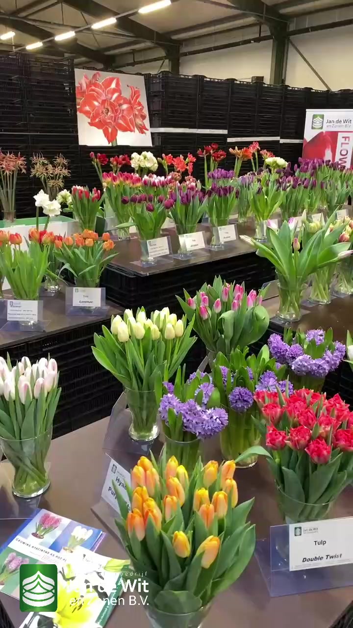 Tulip show and more!
