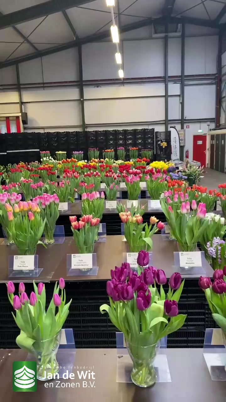 Tulip show and more!