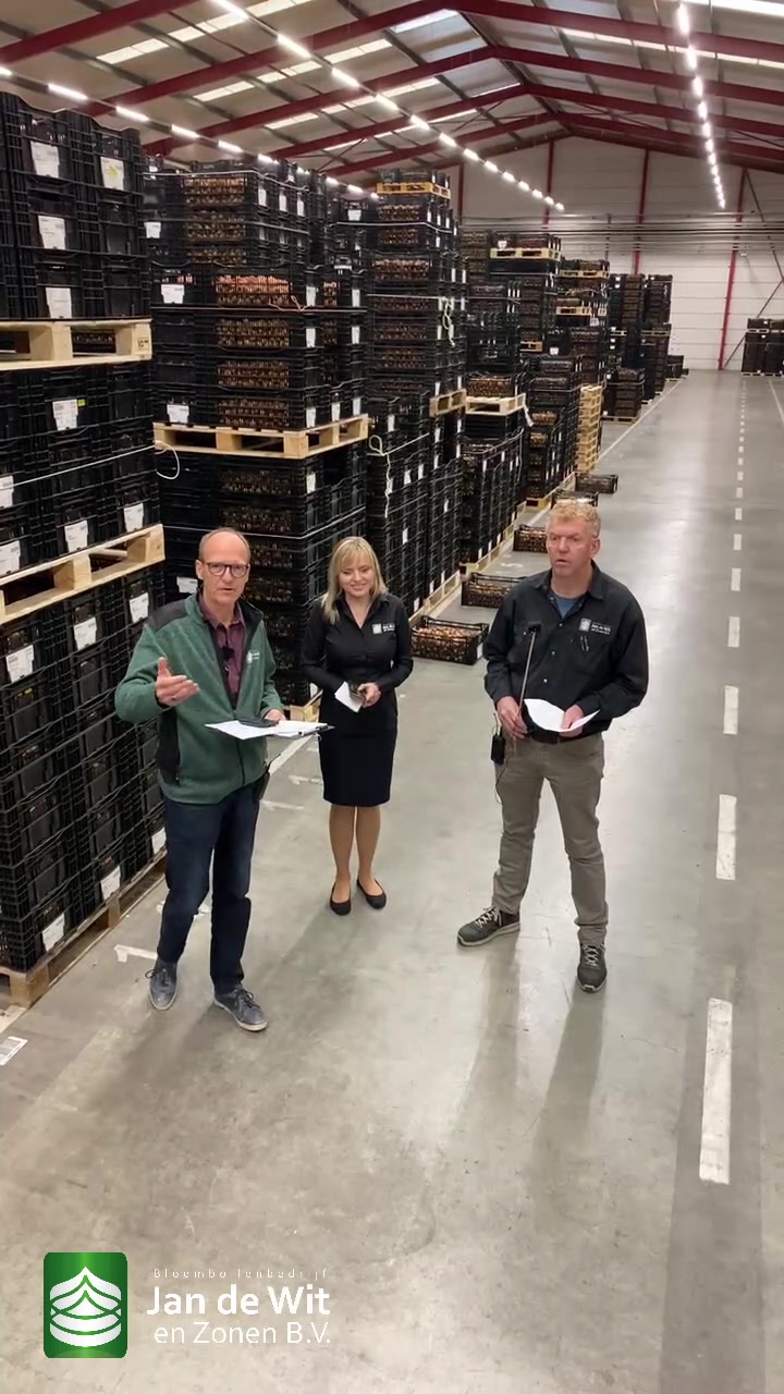 Tulip bulb processing