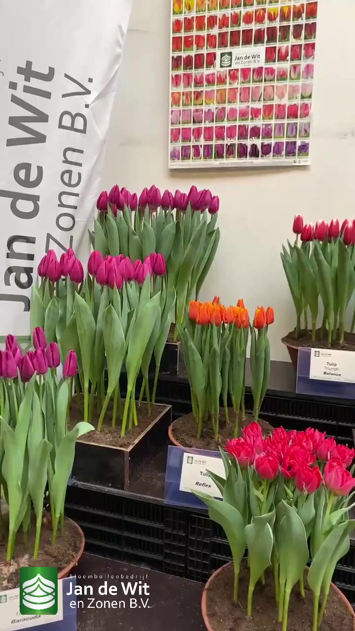 Tulip show and more!