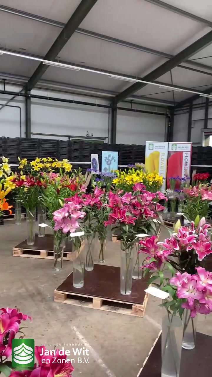 Irises, lilies, amaryllises, and more!