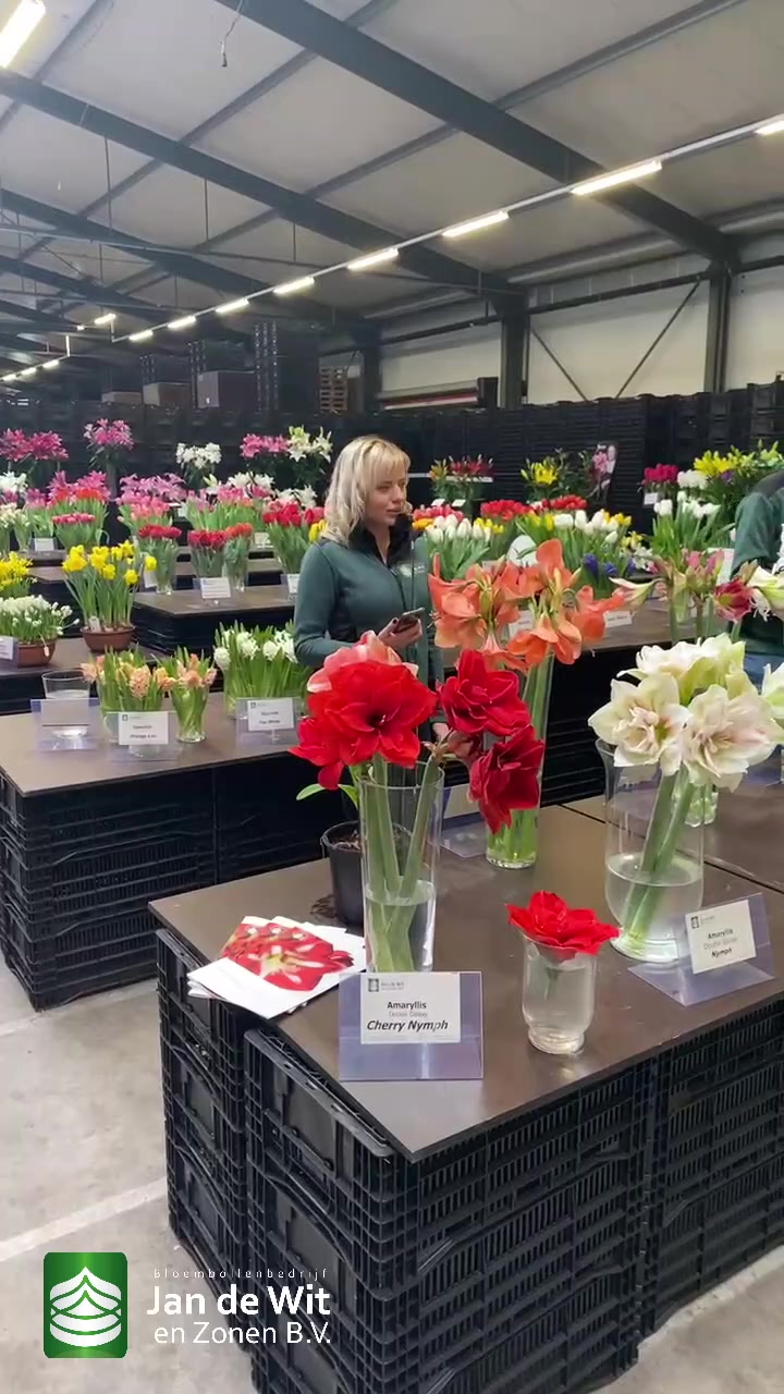 Amaryllis, lilies, tulips and more!