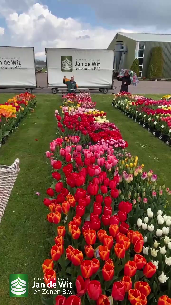 Tulips
