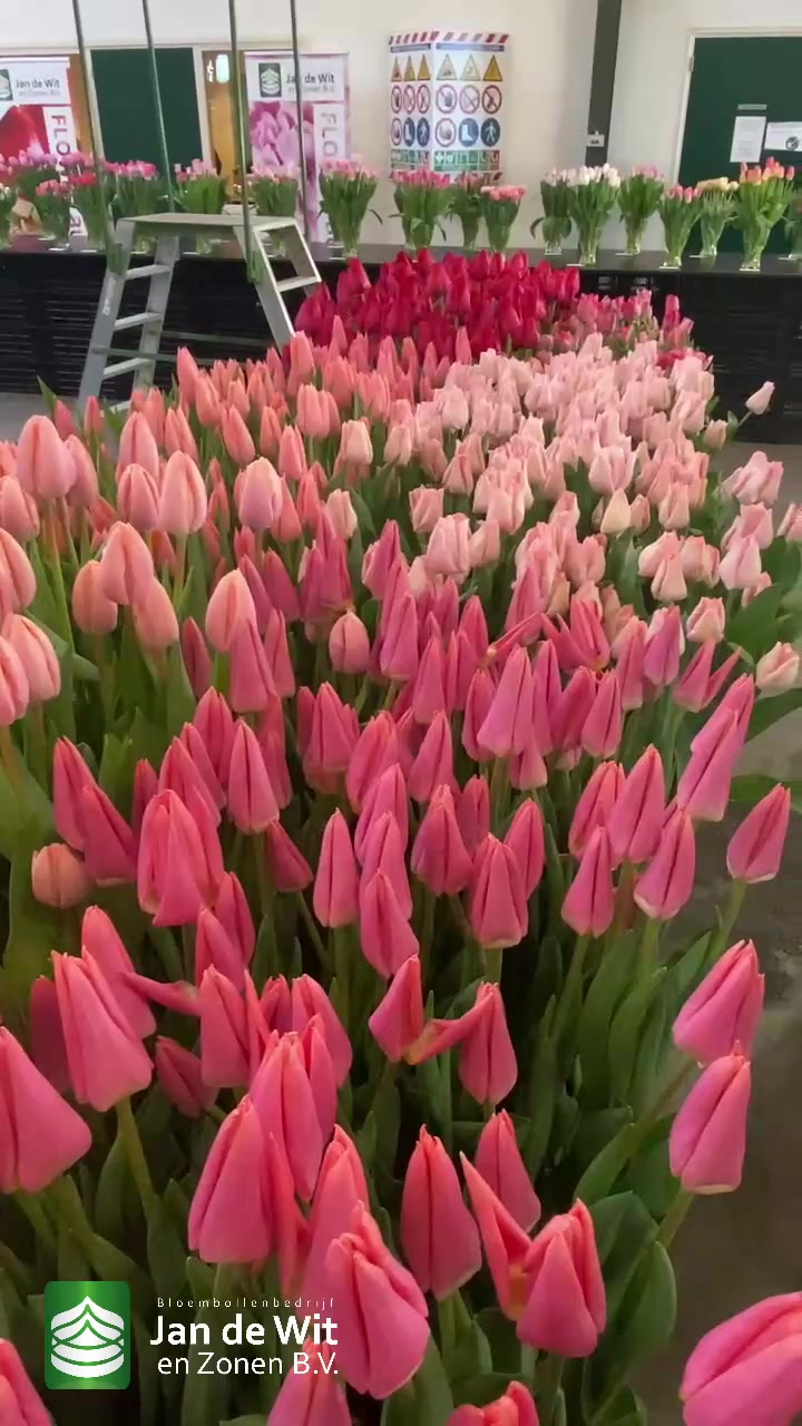 Tulip event, 19-03-2021, afternoon edition