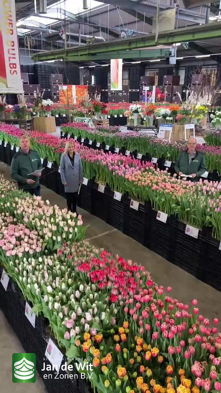 Tulip event, 17-03-2021, morning edition