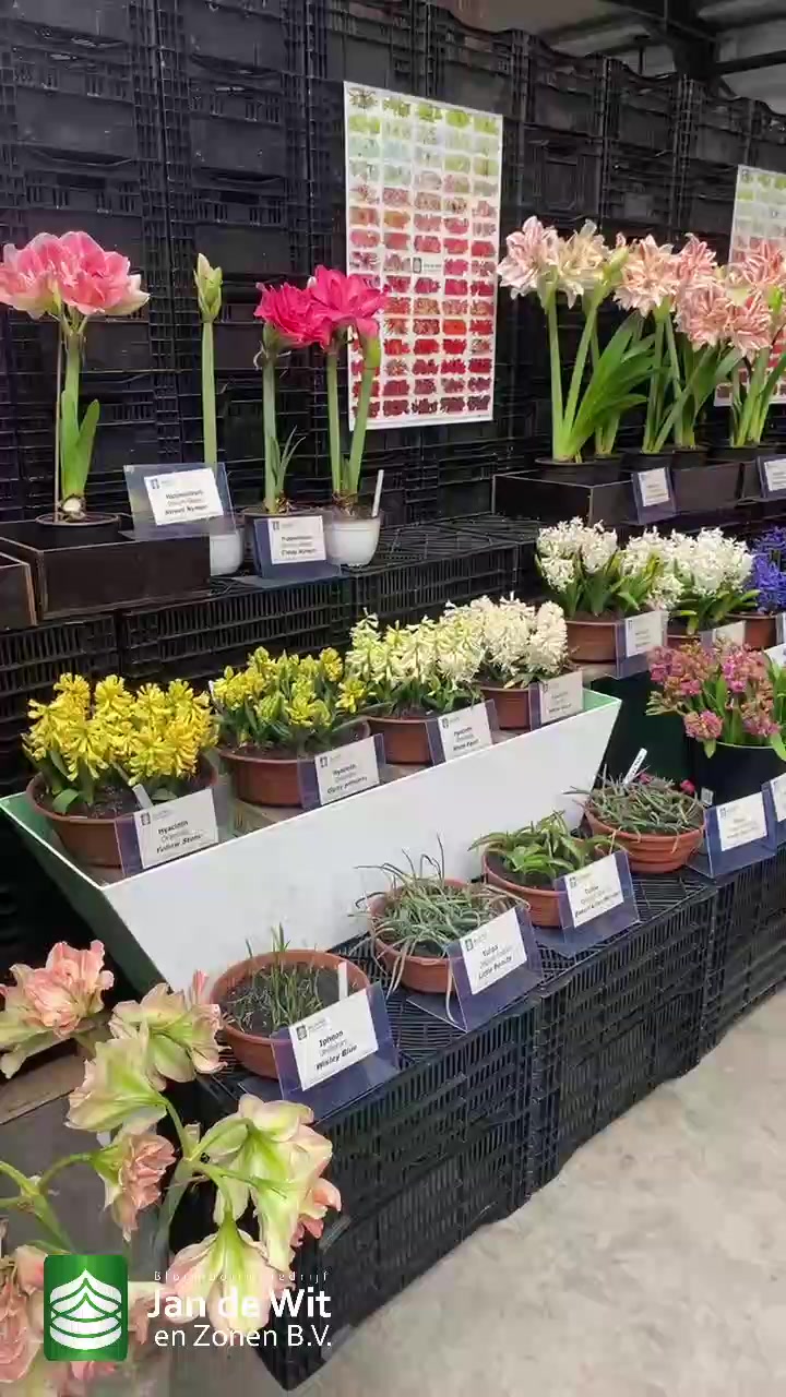 Amaryllises, narcissi, hyacinths and more!