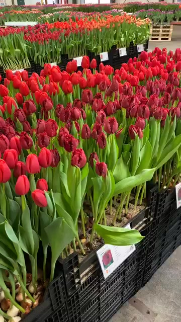 Tulip Trade Event 2020