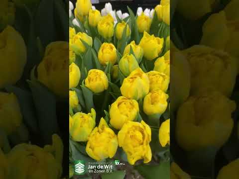 Livestream Tulip Trade Show 2023 - White and Yellow - EN/RU