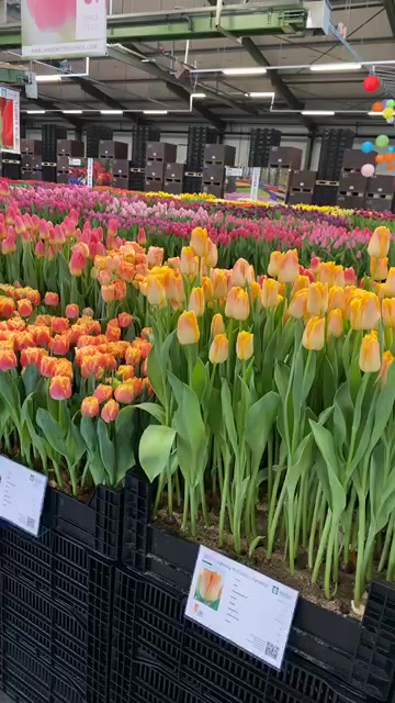 Tulip Trade Event 2020