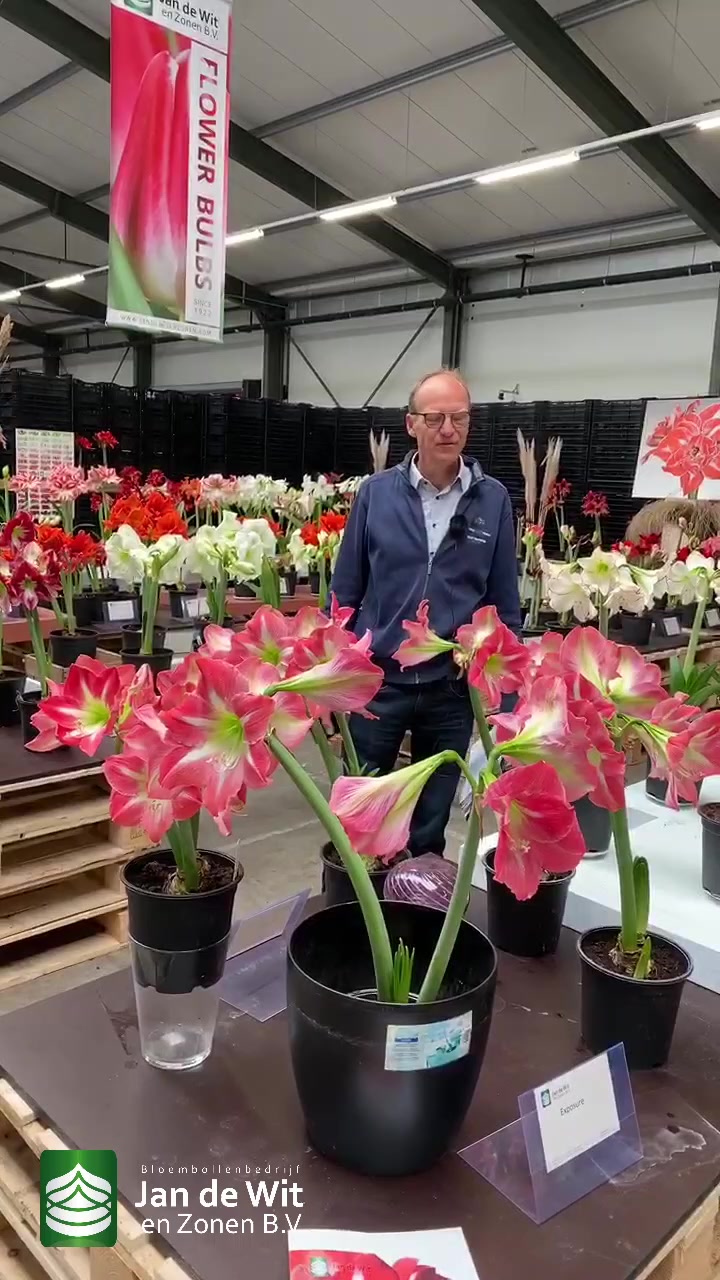 Hippeastrum and show garden