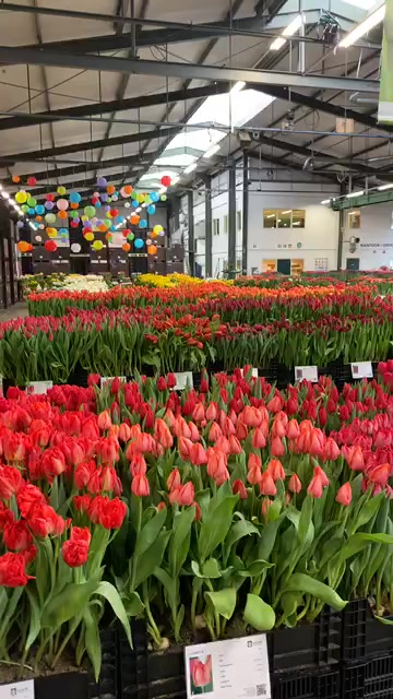 Tulip Trade Event 2020