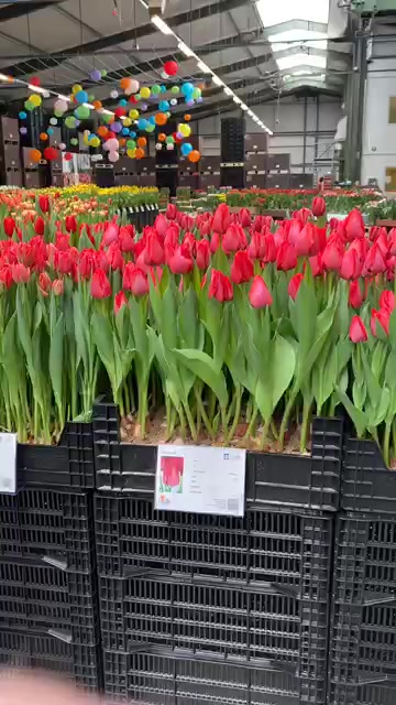 Tulip Trade Event 2020